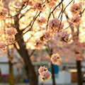 Photos: R2、5月3日夕暮れ桜