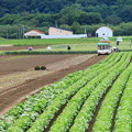 Photos: 夏野菜収穫1