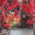 Photos: 枝垂れ紅葉雨上がり