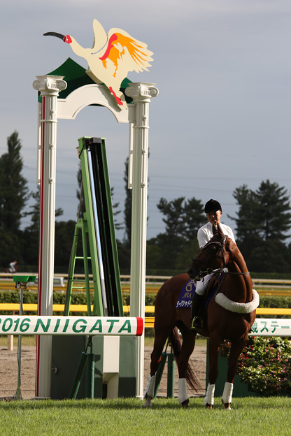 新潟競馬場 誘導馬 ダークシャドウ 12 16 08 27 写真共有サイト フォト蔵