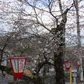 Photos: s3861_高梁市紺屋川の桜