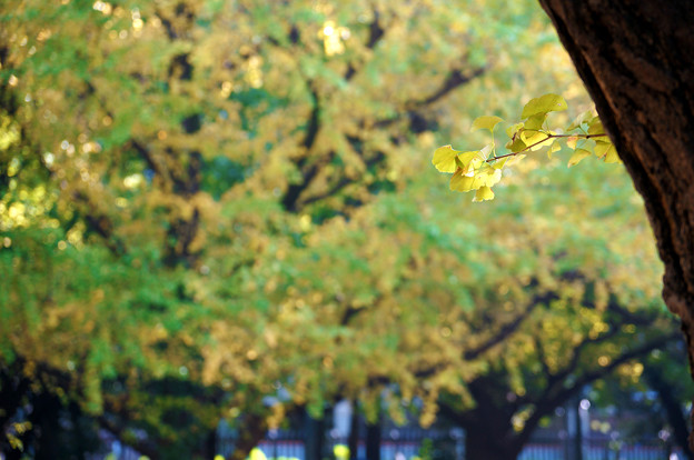 Photos: 枝先に秋が灯る