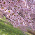 堤防の桜並木