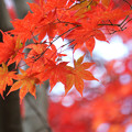 Photos: 秋の色