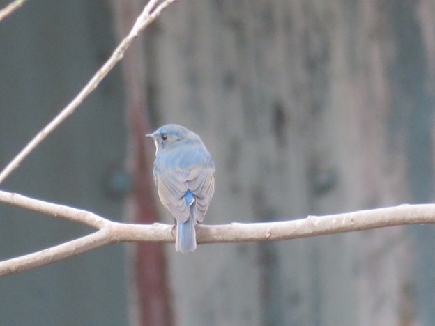 後姿の青い鳥