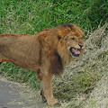 Photos: ライオンのフレーメン反応