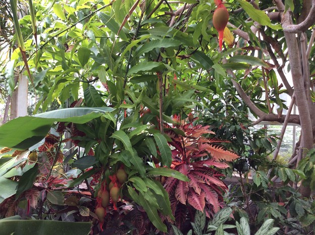 Photos: 熱帯植物園３