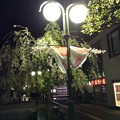 弘前駅前の桜