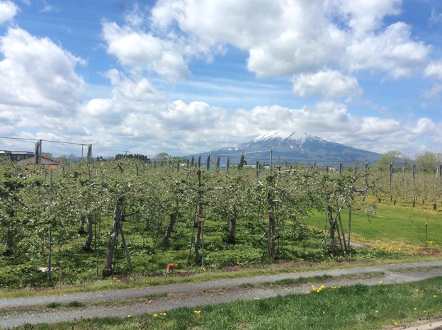 津軽平野と岩木山１ ～りんご畑～