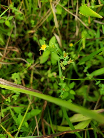 2020-09-07 12-13-00kokeotogiri