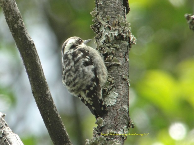 Photos: Brown-capped Pygmy Woodpecker9012
