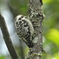 Photos: Brown-capped Pygmy Woodpecker9012