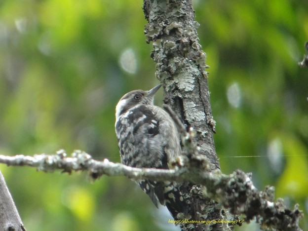 Brown-capped Pygmy Woodpecker9014