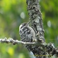 Photos: Brown-capped Pygmy Woodpecker9014