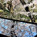 Photos: 吉水神社の桜