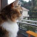 Photos: 窓際の猫
