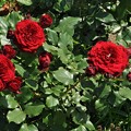 Photos: Rose Gardenの薔薇