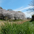 Photos: 武蔵野公園