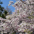 桜、思川という品種らしい