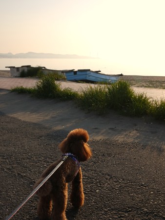 三浦海岸で朝のお散歩