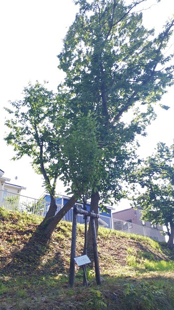 記念植樹された木　DSC_0563