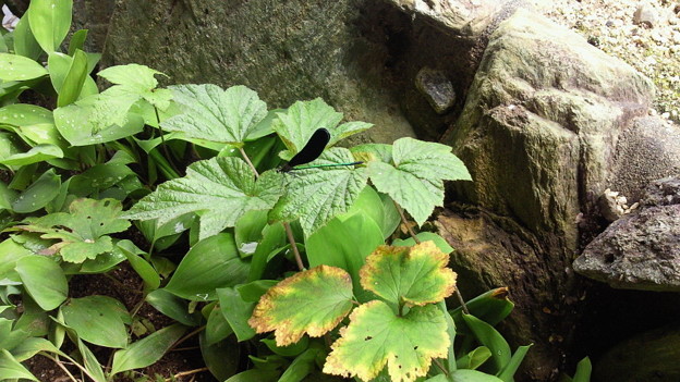 ハグロトンボがシュメイギクの葉で一休み
