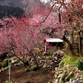 吉祥寺の桜風景