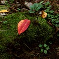 苔上の１枚落葉