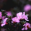 躑躅の花