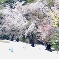 満開の桜雪風景