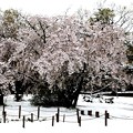 積雪の満開の桜