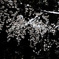 満開の桜に雪積もる