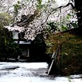積雪と桜風景