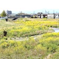 小畔川の菜の花風景