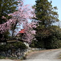 塀と桜咲く風景