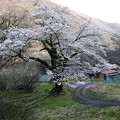 みなかの桜風景