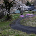 芝桜と桜咲く小道