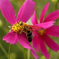 コスモスの蜜を吸う蜜蜂
