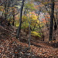 吾妻渓谷の紅葉する林
