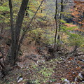 吾妻渓谷　散策山道からの紅葉