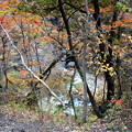 吾妻渓谷の沢を見ながらの紅葉風景