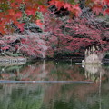 紅葉最盛期　薬師池公園