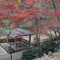 休憩所の紅葉　薬師池公園