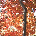 紅葉のモミジの木