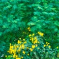 Photos: 黄の花