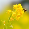 Photos: 菜の花とミツバチ (2)