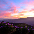 美の山公園の紫陽花と朝焼け