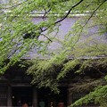 Photos: 新緑の本堂