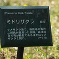 Photos: 緑桜の説明板