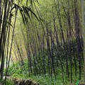 Photos: 黒竹の林